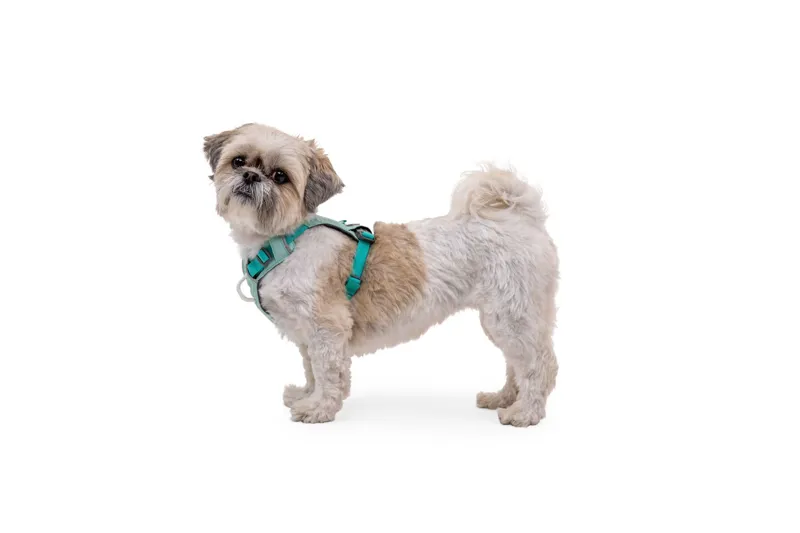 Ruffwear Hi and Light Dog Harness Sage Green-9
